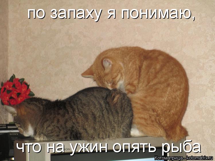 Котоматрица: по запаху я понимаю, что на ужин опять рыба