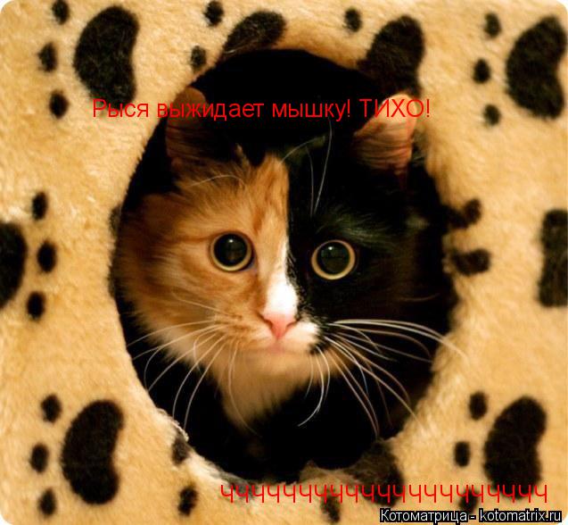 Котоматрица: Рыся выжидает мышку! ТИХО! ЧЧЧЧЧЧЧЧЧЧЧЧЧЧЧЧЧЧЧЧЧ