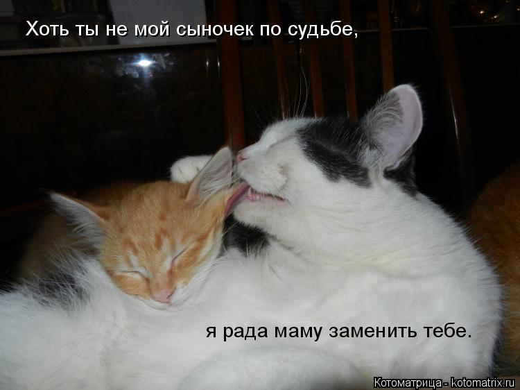 Котоматрица: Хоть ты не мой сыночек по судьбе, я рада маму заменить тебе.