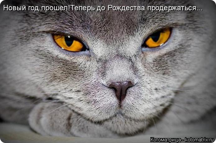 Новый год прошел!Теперь до Рождества продержаться...... Котоматрица: Новый год прошел!Теперь до Рождества продержаться...
