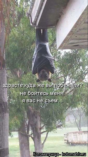здрасте.куда же вы побежали? не бойтесь меня! я вас не съем...... Котоматрица: здрасте.куда же вы побежали? не бойтесь меня! я вас не съем...