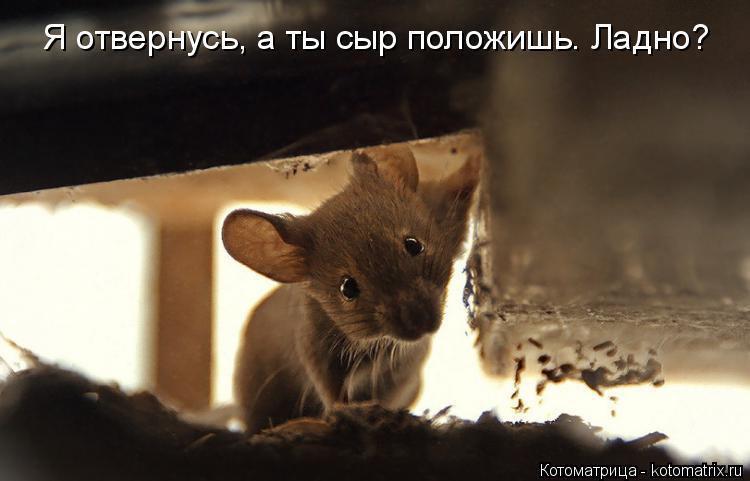 Я отвернусь, а ты сыр положишь. Ладно?... Котоматрица: Я отвернусь, а ты сыр положишь. Ладно?