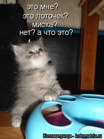 Котоматрица: это мне? это лоточек? миска? нет? а что это?