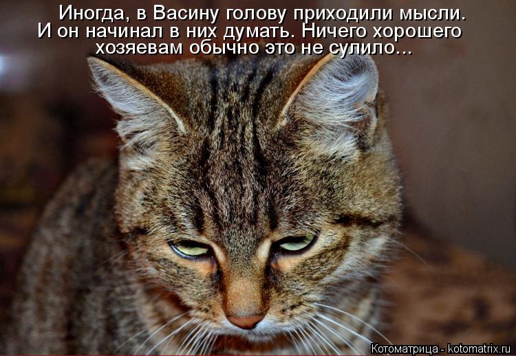Котоматрица: Иногда, в Васину голову приходили мысли. И он начинал в них думать. Ничего хорошего хозяевам обычно это не сулило...