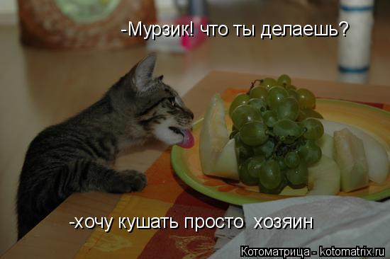 -хочу кушать просто хозяин -Мурзик! что ты делаешь?... Котоматрица: -хочу кушать просто хозяин -Мурзик! что ты делаешь?