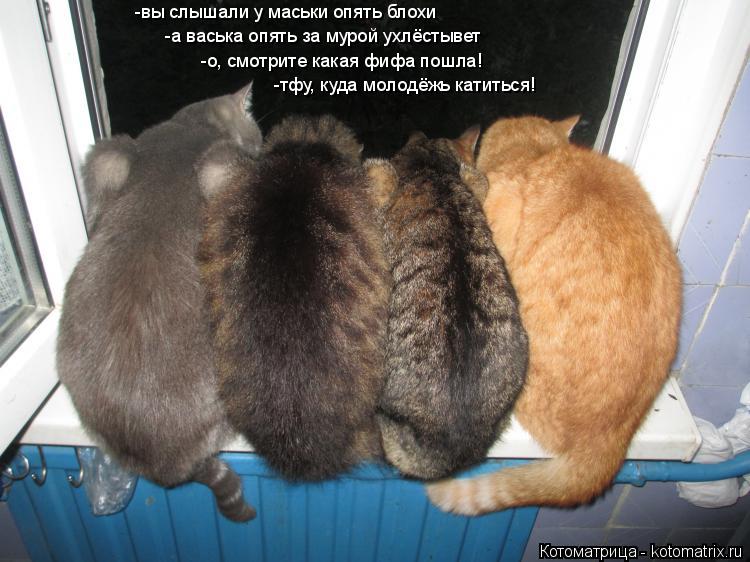 -вы слышали у маськи опять блохи -а васька опять за мурой ухлёстывет -о, смотрите какая фифа пошла! -... Котоматрица: -вы слышали у маськи опять блохи -а васька опять за мурой ухлёстывет -о, смотрите какая фифа пошла! -тфу, куда молодёжь катиться!
