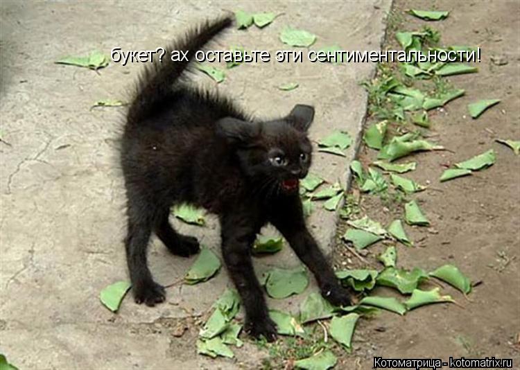 Котоматрица: букет? ах оставьте эти сентиментальности!