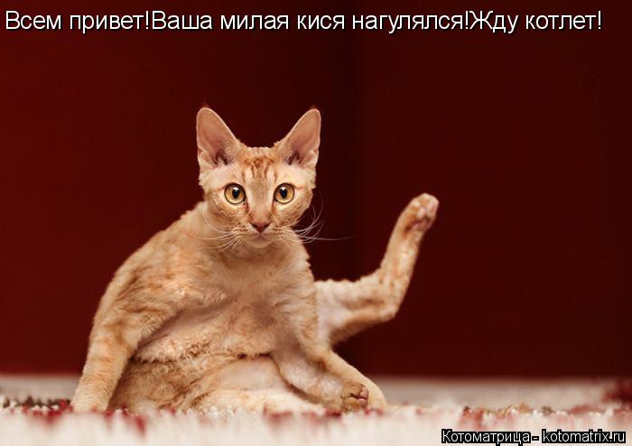 Всем привет!Ваша милая кися нагулялся!Жду котлет!... Котоматрица: Всем привет!Ваша милая кися нагулялся!Жду котлет!