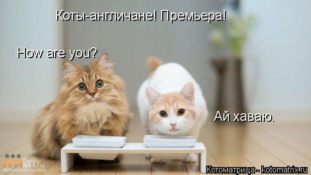 Коты-англичане! Премьера! How are you? Ай хаваю.... Котоматрица: Коты-англичане! Премьера! How are you? Ай хаваю.