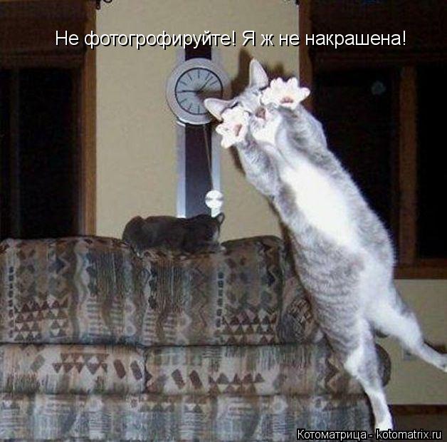 Котоматрица: Не фотогрофируйте! Я ж не накрашена!