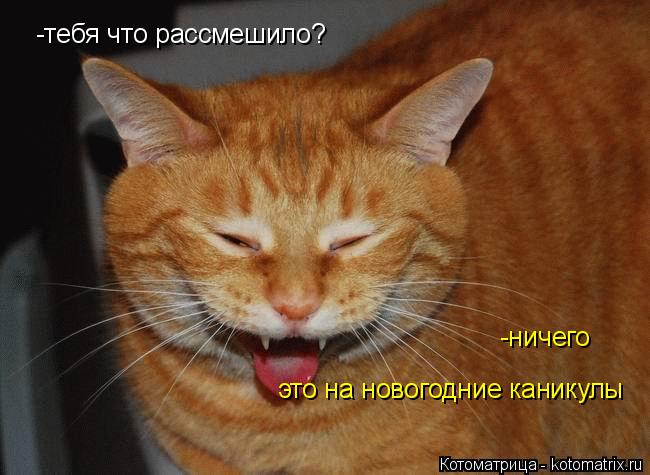 Котоматрица: -тебя что рассмешило? -ничего это на новогодние каникулы