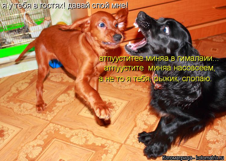 Котоматрица: я у тебя в гостях! давай спой мне! атпууститее миняа в гималаии... атпуустите  миняа насовсеем, а не то я тебя, рыжик, слопаю.