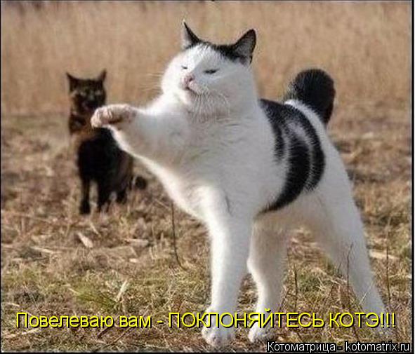 Котоматрица: Повелеваю вам - ПОКЛОНЯЙТЕСЬ КОТЭ!!!