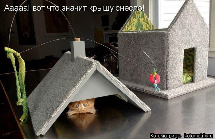 Ааааа! вот что значит крышу снесло!... Котоматрица: Ааааа! вот что значит крышу снесло!