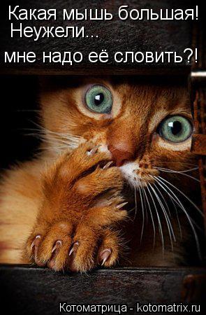 Котоматрица: Какая мышь большая! Неужели... мне надо её словить?!