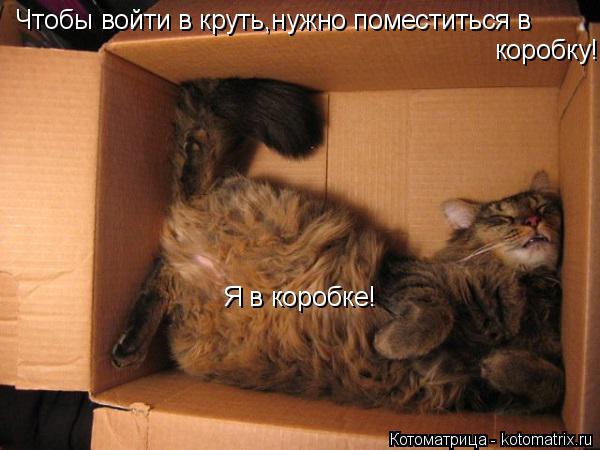 Котоматрица: Чтобы войти в круть,нужно поместиться в коробку! Я в коробке!