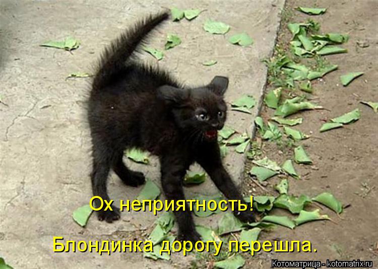 Ох неприятность! Блондинка дорогу перешла.... Котоматрица: Ох неприятность! Блондинка дорогу перешла.