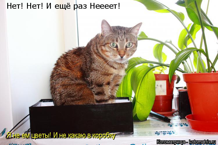 Нет! Нет! И ещё раз Неееет! Я не ем цветы! И не какаю в коробку... Котоматрица: Нет! Нет! И ещё раз Неееет! Я не ем цветы! И не какаю в коробку