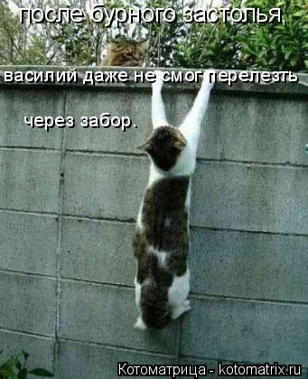 после бурного застолья, василий даже не смог перелезть через забор.... Котоматрица: после бурного застолья, василий даже не смог перелезть через забор.