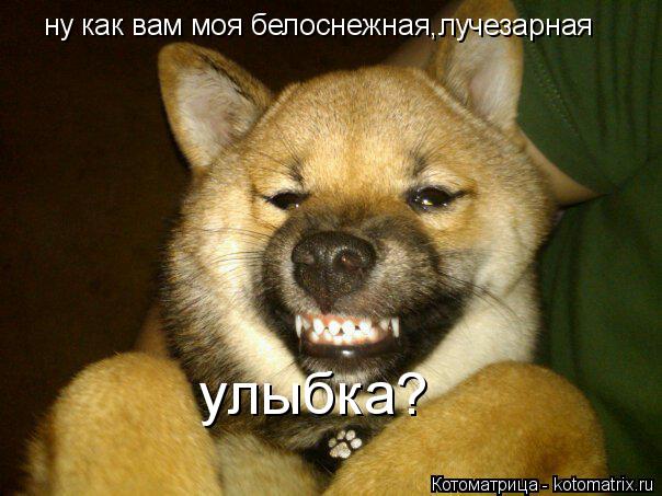 ну как вам моя белоснежная,лучезарная улыбка?... Котоматрица: ну как вам моя белоснежная,лучезарная улыбка?