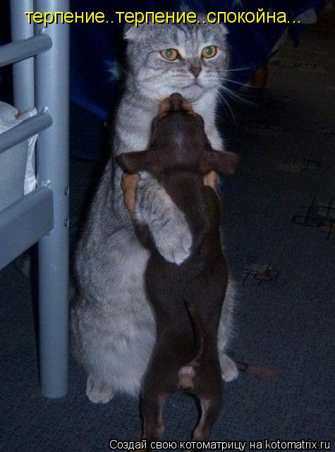 Котоматрица: терпение..терпение..спокойна...