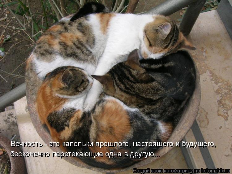 Котоматрица: Вечность - это капельки прошлого, настоящего и будущего, бесконечно перетекающие одна в другую...