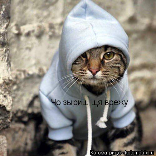 Котоматрица: Чо зыриш щя врежу