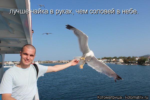 лучше чайка в руках, чем соловей в небе.... Котоматрица: лучше чайка в руках, чем соловей в небе.