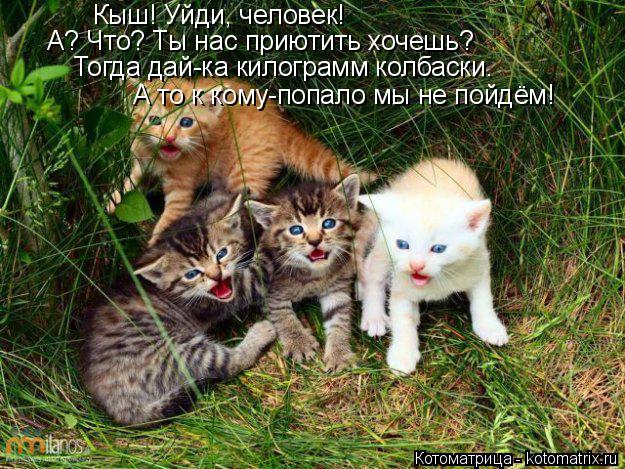 Котоматрица: Кыш! Уйди, человек! А? Что? Ты нас приютить хочешь? Тогда дай-ка килограмм колбаски. А то к кому-попало мы не пойдём!