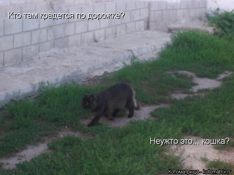 Кто там крадется по дорожке? Неужто это... кошка?... Котоматрица: Кто там крадется по дорожке? Неужто это... кошка?