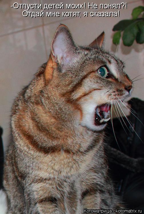 Котоматрица: -Отпусти детей моих! Не понял?! Отдай мне котят, я сказала!