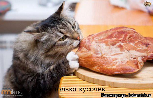 я только кусочек... Котоматрица: я только кусочек