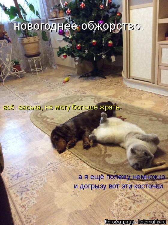 новогоднее обжорство. всё, васька, не могу больше жрать. а я ещё полежу немножко и догрызу вот эти к... Котоматрица: новогоднее обжорство. всё, васька, не могу больше жрать. а я ещё полежу немножко и догрызу вот эти косточки.