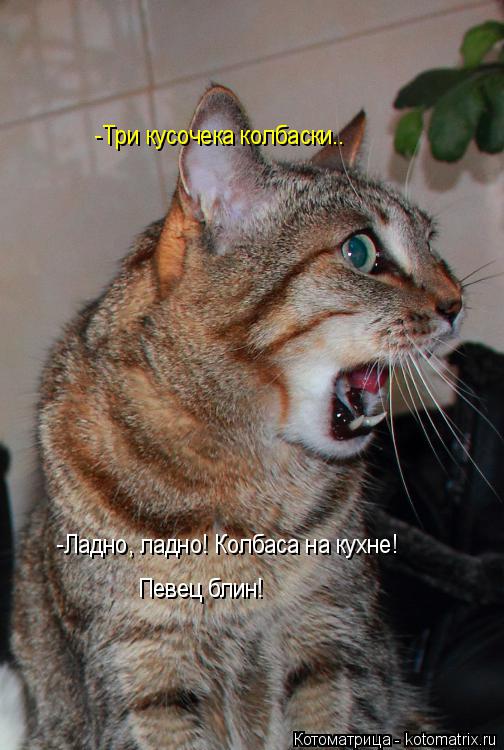 -Ладно, ладно! Колбаса на кухне! -Три кусочека колбаски.. Певец блин!... Котоматрица: -Ладно, ладно! Колбаса на кухне! -Три кусочека колбаски.. Певец блин!