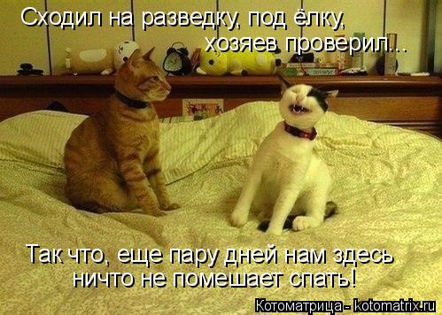 Сходил на разведку, под ёлку, хозяев проверил... Так что, еще пару дней нам здесь ничто не помешает ... Котоматрица: Сходил на разведку, под ёлку, хозяев проверил... Так что, еще пару дней нам здесь ничто не помешает спать!