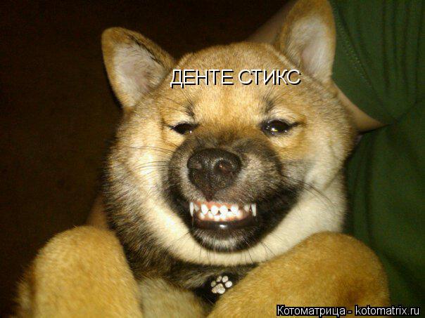 Котоматрица: ДЕНТЕ СТИКС