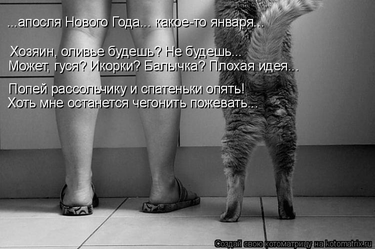Котоматрица: ...апосля Нового Года... какое-то января...  Хозяин, оливье будешь? Не будешь... Может, гуся? Икорки? Балычка? Плохая идея... Попей рассольчику и сп