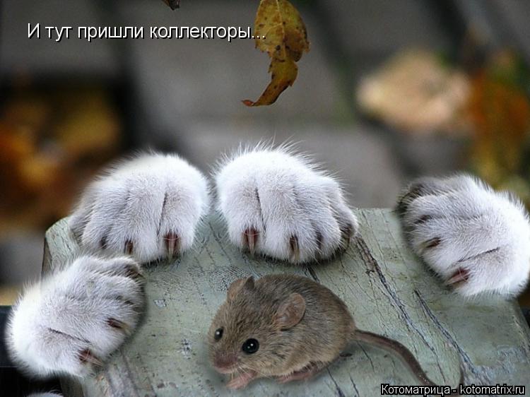 Котоматрица: И тут пришли коллекторы...