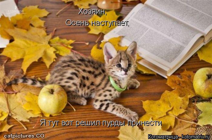 Хозяин, Осень наступает, Я тут вот решил пурды принести... Котоматрица: Хозяин, Осень наступает, Я тут вот решил пурды принести