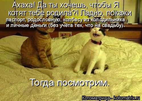 Котоматрица: Ахаха! Да ты хочешь, чтобы Я котят тебе родила?! Ладно, покажи  паспорт, родословную, колбасу из холодильника и личные деньги (без учёта тех, ч