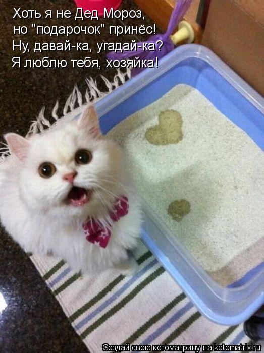 Котоматрица: Хоть я не Дед Мороз, но "подарочок" принёс! Ну, давай-ка, угадай-ка? Я люблю тебя, хозяйка!