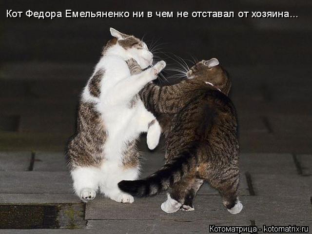 Котоматрица: Кот Федора Емельяненко ни в чем не отставал от хозяина...