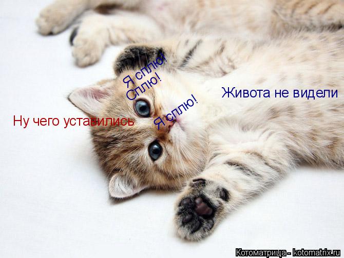 Котоматрица: Ну чего уставились  Живота не видели Я сплю! Я сплю! Сплю!