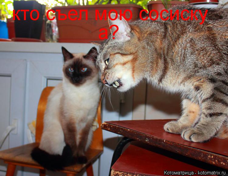 Котоматрица: кто съел мою сосиску а?