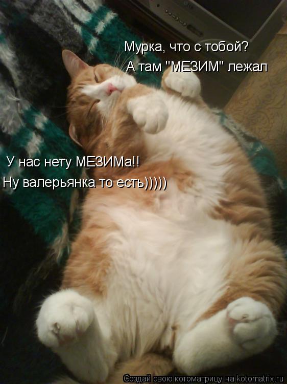 Котоматрица: Мурка, что с тобой? А там "МЕЗИМ" лежал У нас нету МЕЗИМа!! Ну валерьянка то есть)))))