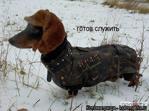 Котоматрица: - готов служить
