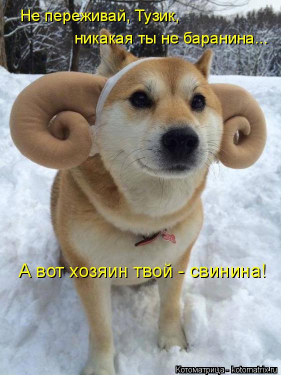 Котоматрица: Не переживай, Тузик, никакая ты не баранина... А вот хозяин твой - свинина!