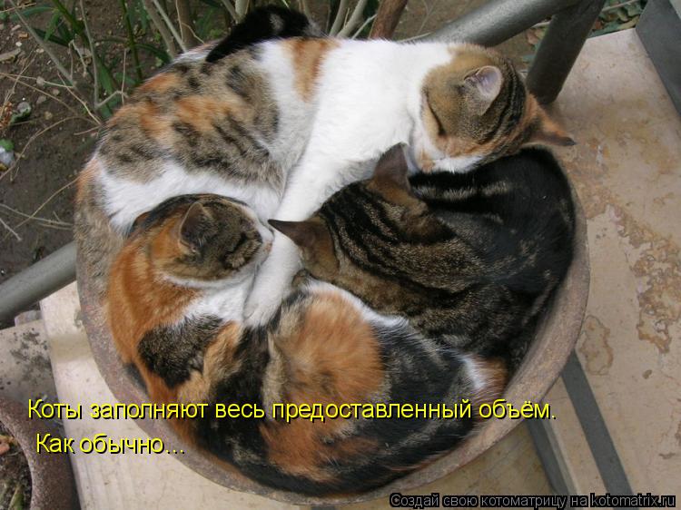 Котоматрица: Коты заполняют весь предоставленный объём. Как обычно…