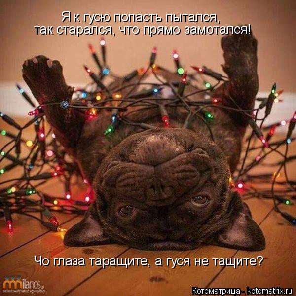 Котоматрица: Я к гусю попасть пытался, так старался, что прямо замотался! Чо глаза таращите, а гуся не тащите?