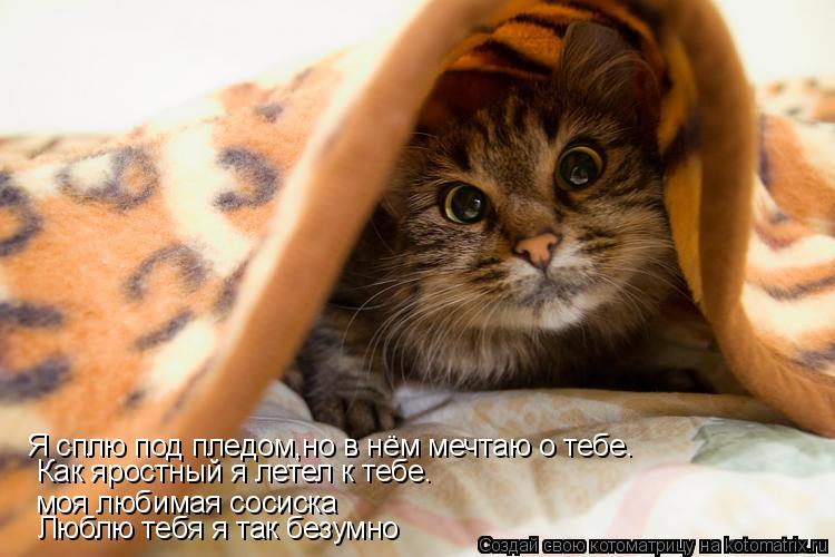 Котоматрица: моя любимая сосиска Люблю тебя я так безумно Как яростный я летел к тебе. Я сплю под пледом,но в нём мечтаю о тебе.